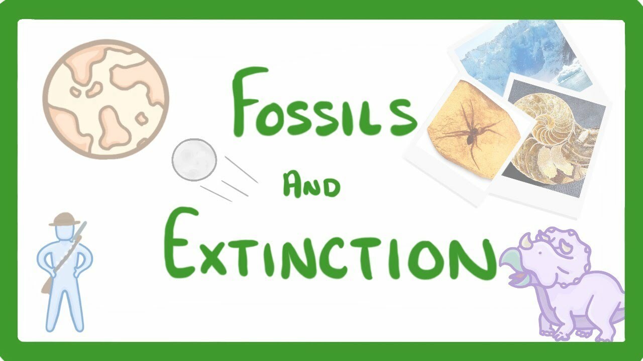 GCSE Biology - What Are Fossils? What Fossils Tell Us About Extinct Species #78